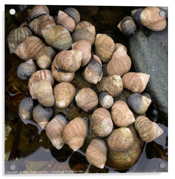 Winkle shellfish colony, Isle of Skye, Scotland Acrylic by Photimageon UK