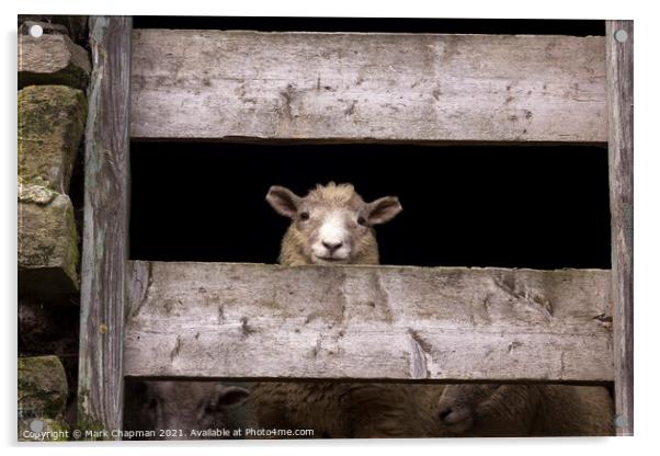 Lookout sheep Acrylic by Photimageon UK