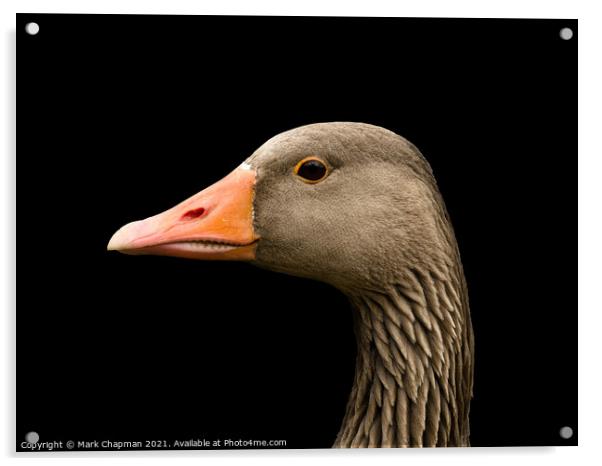 Greylag goose head Acrylic by Photimageon UK