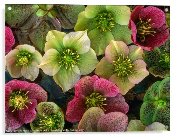 Hellebore flowers Acrylic by Photimageon UK