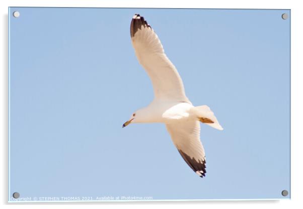 Gull in flight Acrylic by STEPHEN THOMAS