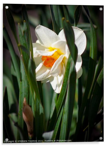 Shy daffodil Acrylic by STEPHEN THOMAS