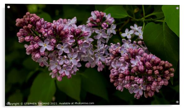 Blossoming Lilac Acrylic by STEPHEN THOMAS
