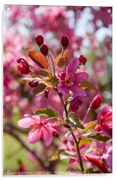 Red Crabapple Blossoms Acrylic by STEPHEN THOMAS