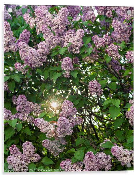 Sun In Lilac Bush Acrylic by STEPHEN THOMAS