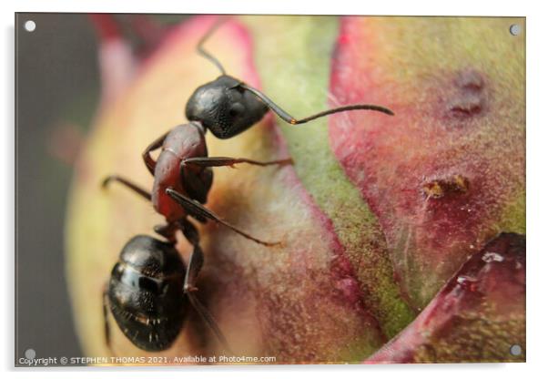 Ant on a Peony Bud -Macro Acrylic by STEPHEN THOMAS