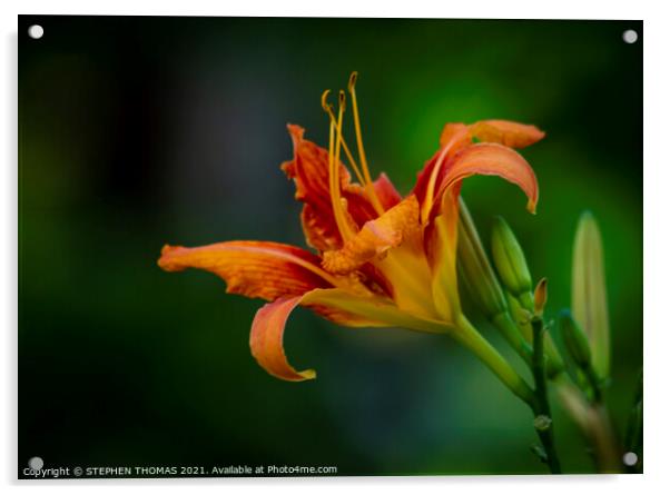 Orange Daylily                                            Acrylic by STEPHEN THOMAS