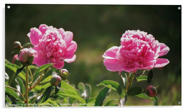 Pink Peony Flowers and Buds Acrylic by STEPHEN THOMAS