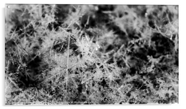 Snowflakes - Black and White Macro Photo Acrylic by STEPHEN THOMAS