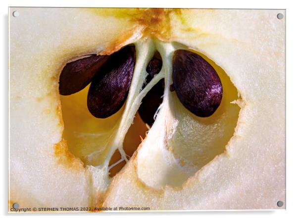 The Heart of an Apple Acrylic by STEPHEN THOMAS