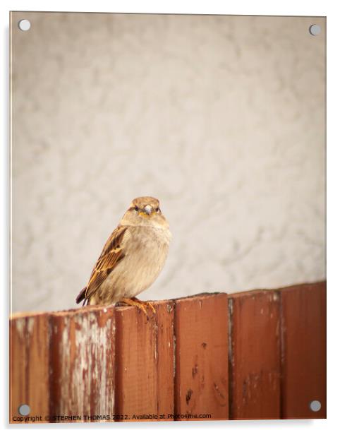 Sparrow on a fence Acrylic by STEPHEN THOMAS