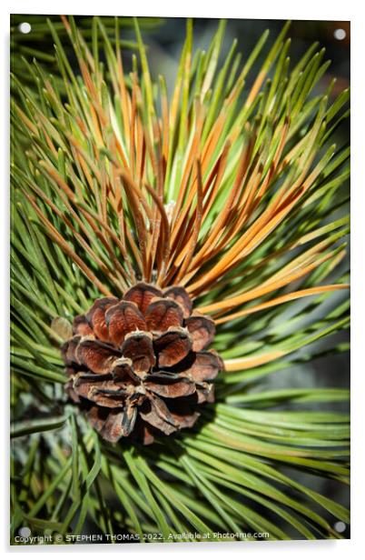 Pine Cone and Needles Acrylic by STEPHEN THOMAS