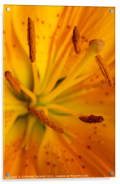 Yellow Lily Kapow! Acrylic by STEPHEN THOMAS