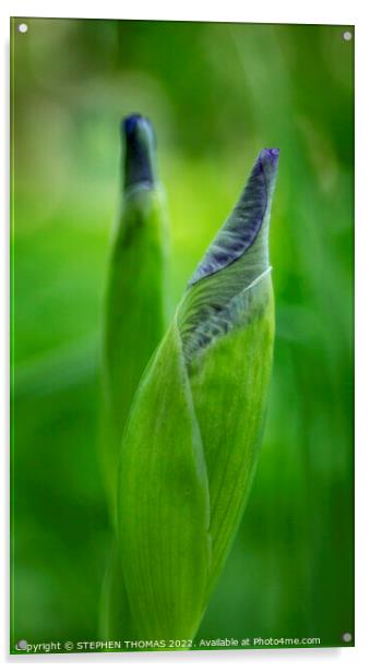 Purple Iris Buds Acrylic by STEPHEN THOMAS