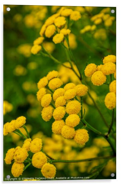 Tansy Flowers Acrylic by STEPHEN THOMAS