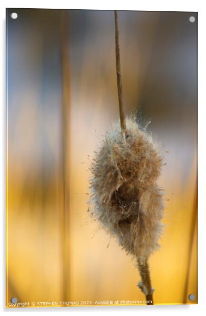 Fluffy Cattail Acrylic by STEPHEN THOMAS