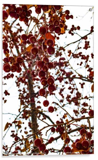 Ornamental Crabapples Hanging Down Acrylic by STEPHEN THOMAS