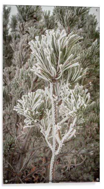 Frosty pine bough Acrylic by STEPHEN THOMAS