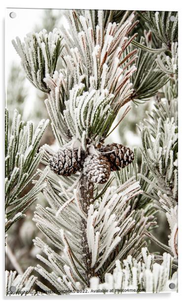 Frosty Pine Tree Acrylic by STEPHEN THOMAS