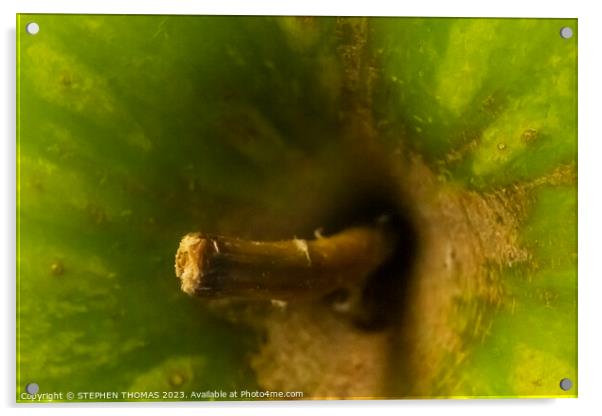 Ugly Green Apple - Macro Acrylic by STEPHEN THOMAS