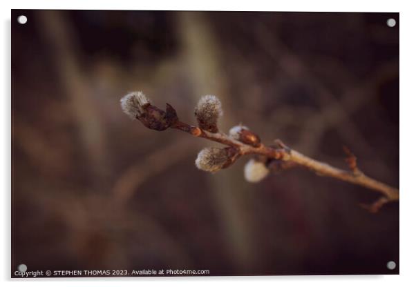 Golden Hour Catkins Acrylic by STEPHEN THOMAS