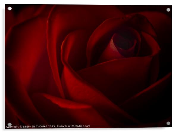 Dark Red Rose Acrylic by STEPHEN THOMAS