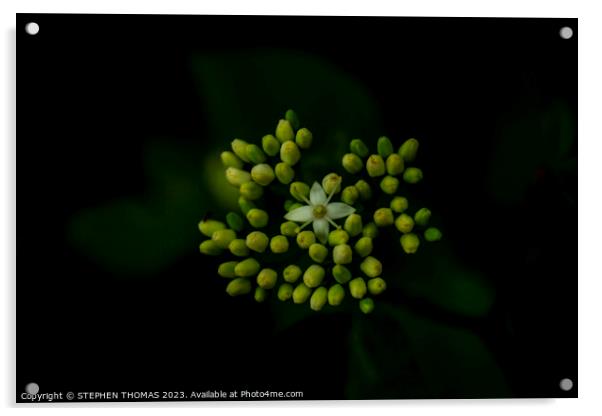 The Star of The Show - Red osier dogwood Acrylic by STEPHEN THOMAS