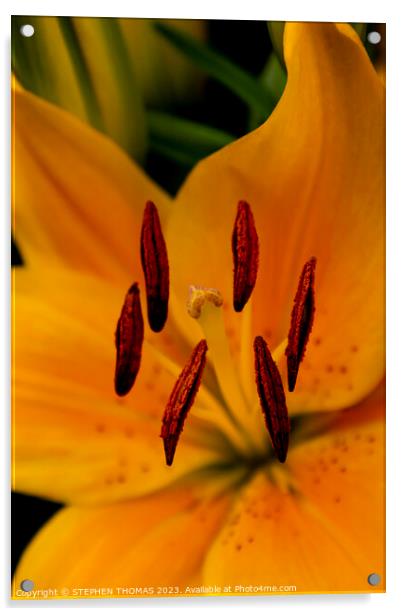 Stigma & Antlers - Yellow Asiatic Lily Acrylic by STEPHEN THOMAS