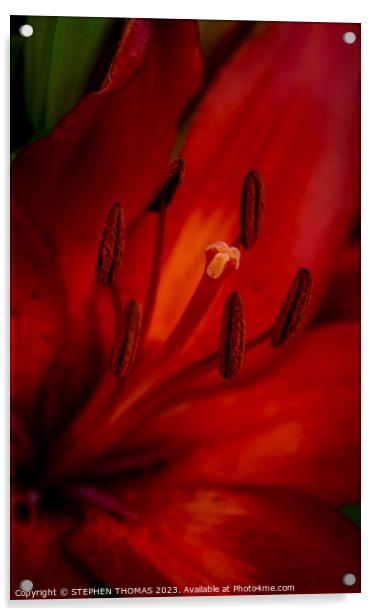 Red and Orange Lily - close-up Acrylic by STEPHEN THOMAS