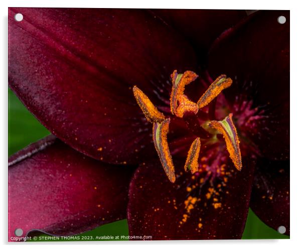 Orange On Burgundy Acrylic by STEPHEN THOMAS