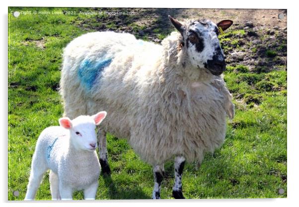 Spring lambs  Acrylic by Pelin Bay