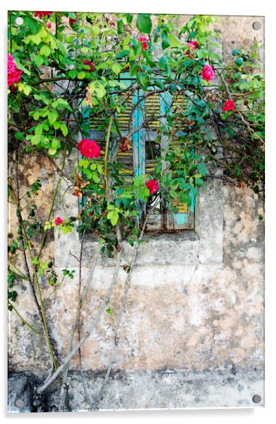 Roses grow around an old shuttered window in Lesvos, Greece Acrylic by Neil Overy