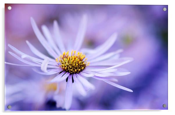 Purple Aster Flower  Acrylic by Neil Overy