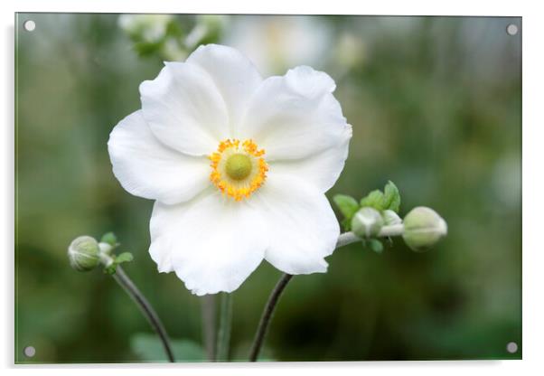 White Japanese Anemone flower Acrylic by Neil Overy