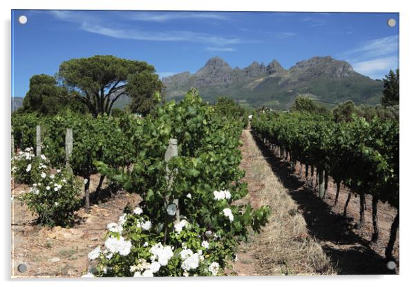 Scenic Landscape of winelands near Franchoek, South Africa Acrylic by Neil Overy