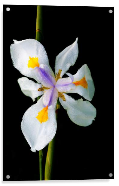 Wild Iris Flower on black Acrylic by Neil Overy