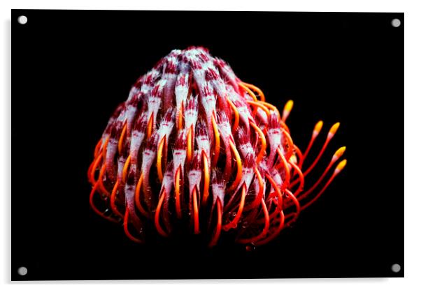 Pincushion Protea Glabrum on black 2 Acrylic by Neil Overy