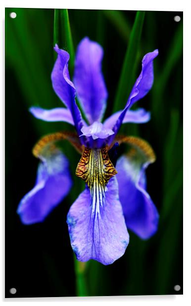 Purple Iris Flower on black Acrylic by Neil Overy