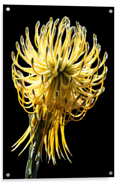 Yellow Rocket Pincushion Protea on black Acrylic by Neil Overy