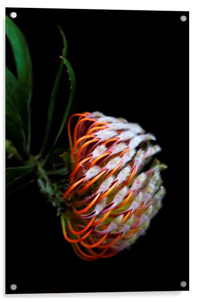 Pincushion Protea Glabrum on black 3 Acrylic by Neil Overy