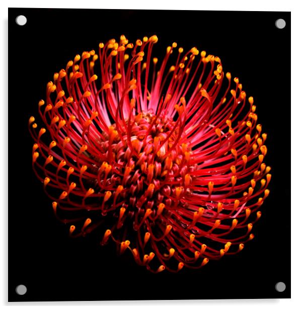 Common pincushion Protea on black 2 Acrylic by Neil Overy