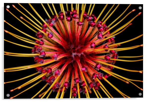 Spider Protea Flower on black Acrylic by Neil Overy