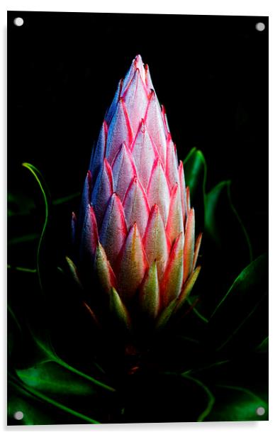 King Protea Flower Bud Acrylic by Neil Overy