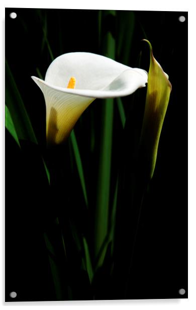 Arum Lily on black Acrylic by Neil Overy