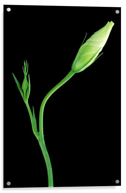 Lisianthus on black Acrylic by Neil Overy