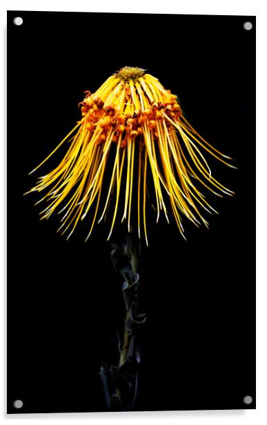 Rocket Pincushion Protea on black  Acrylic by Neil Overy