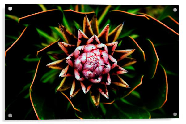 King Protea Flower on black 4 Acrylic by Neil Overy