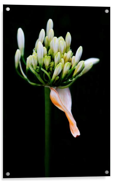 White Agapanthus on black Acrylic by Neil Overy