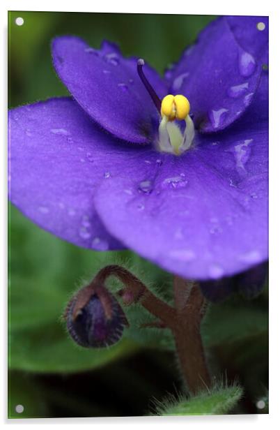 African Violet Flower with Rain Drops Acrylic by Neil Overy