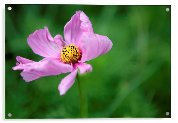 Single Pink Cosmos Flower Acrylic by Neil Overy